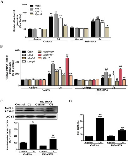 Figure 4. The TFE3 pathway in Cd-induced autophagy in MSCs. (a-b) MSCs were treated with the siRNA for Tfe3 or the control and then incubated with 14 μM Cd for another 24 h. The mRNA levels of TFE3-target genes were then measured. (c) MSCs transfected with either control siRNA or Tfe3 siRNA were grown with or without Cd (14 μM) for 24 h. The LC3B-II level was determined by western blot. ACTB was the internal standard for protein loading. (d) MSCs transfected with either control siRNA or Tfe3 siRNA were grown with or without Cd (14 μM) for 24 h. Cell death was determined by trypan blue. The results are expressed as the percentage of the control, which was set to 100%. The values are presented as the means ± SEM, **P < 0.01 versus the control group, #P < 0.05, ##P < 0.01 versus the control-siRNA+ Cd (14 μM) group. (n = 4).