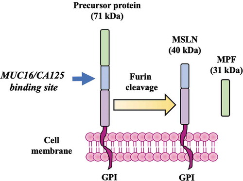 Figure 1. MSLN and MPF. A precursor protein of ~71 kDa is divided via furan cleavage into a ~ 40 kDa GPI-anchored, membrane-bound protein which contains a MUC16/CA125 binding site known as mesothelin (MSLN), and a soluble protein of ~31 kDa known as megakaryocyte-potentiating factor (MPF). MSLN expression is normally restricted on the surface of mesothelial cells but it is also overexpressed in a broad range of cancers