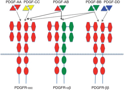 Figure 1. Binding specificities of PDGF ligands and receptors. The PDGF isoforms are made up as homo- or heterodimers of antiparallel subunits covalently linked by two S-S bonds. The ligands bind to and dimerize PDGF α and β receptors with specificities depicted in the figure. The receptors have extracellular domains with five immunoglobulin domains. Each receptor has an intracellular, split tyrosine kinase domain.