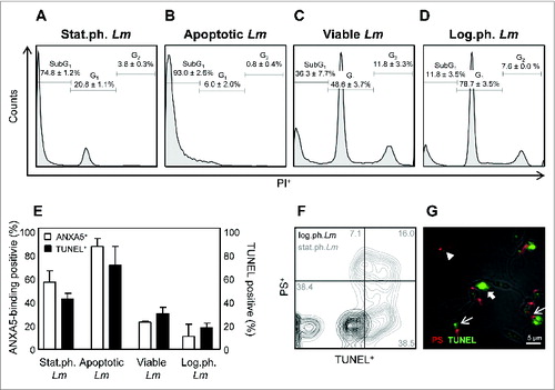 Figure 1. The Leishmania apoptotic-like population consists of TUNEL-positive, ANXA5-binding-positive and SubG1 phase-positive promastigotes. (A–D) Cell cycle analysis was performed using PI staining of stat.ph Lm. (A) MACS ANXA5+ separated apoptotic Lm (B), viable parasites (C) and log.ph. Lm (D). (E) DNA fragmentation of stat.ph. Lm, log.ph. Lm, MACS separated viable or apoptotic-like Lm was assessed using TUNEL assay (black bars) and ANXA5 binding (white bars), as analyzed by flow cytometry. (F and G) Stat.ph. Lm (gray) and log.ph. Lm (black) were double-stained by a TUNEL and PS antibody staining. Samples were analyzed by flow cytometry (F) and immunofluorescence microscopy (G) as depicted (arrow head, PS-positive Lm; thick arrow, TUNEL-positive Lm; thin arrow, double-positive Lm). Data are presented as mean ± SEM of at least 3 independent experiments. The IF and flow cytometry micrographs are representative of at least 3 independent experiments.