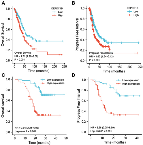 Figure 3 Kaplan-Meier survival curves comparing patients with high and low DEPDC1B-expressing LUAD from a TCGA dataset. (A) Overall survival and (B) progression free interval. Kaplan–Meier survival curves of 100 LUAD patients with high and low DEPDC1B-expressing tumors (C) Overall survival and (D) progression free interval.