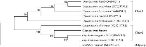 Figure 1. A phylogenetic tree was constructed using Neighbour-Joining method based on the mitochondrial genome of nine species belong to Onychostoma and Sinilabeo rendahli that was used as the outgroup. The O. leptura sequenced in this study was shown in bold.