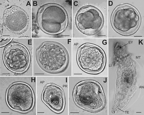 Figure 3. Embryonic stages and larvae of P. agassizii, light micrographs. A: 40 min; B: 1 h 20 min; C: 2 h 20 min; D: 3 h; E: 5 h; F: 7 h; G: 9 h; H: 12 h; I: 50 h; J: 60 h; K: 1 month, lateral view. Bars: 20 µ. AN, anus; AP, tuft of apical cilia; EY, eyespot; GU, thin gut; LI, lip; MO, mouth; MT, metatroch; PR, prototroch; TE, retracted terminal organ.