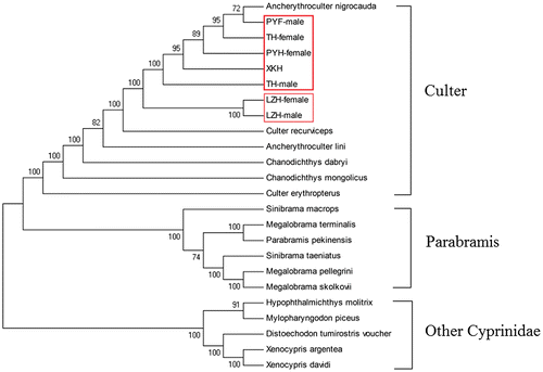 Fig. 4. Phylogenetic analysis based on the complete mitochondrial DNA sequences of various fish. Numbers at tree nodes refers to percent bootstrap values after 1000 replicates. The LZH-female, LZH-male, TH-female, TH-male, PYH-female, and PYH-male were boxed in the phylogenetic tree. Culter alburnus (XKH, KF039719.1), Ancherythroculter lini (KR864861.1), Ancherythroculter nigrocauda (KC513573.1), Chanodichthys dabryi (KC526217.1), Chanodichthys mongolicus (KC701385.1), Culter erythropterus (KJ801524.1), Culter recurviceps (KJ609181.1), Distoechodon tumirostris voucher (DQ026431.1), Hypophthalmichthys molitrix (KJ746944.1), Megalobrama pellegrini (KP262030.1), Megalobrama skolkovii (KJ630486.1), Megalobrama terminalis (AB626850.1), Mylopharyngodon piceus (EU979305.1), Parabramis pekinensis (JX242531.1), Sinibrama macrops (KC122916.1), Sinibrama taeniatus (KM272589.1), Xenocypris argentea (AP009059.1), Xenocypris davidi (KF039718.1).