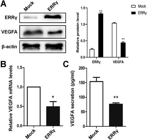 Figure 2. ERRγ reduces the expression and secretion of VEGFA in HEC-1A cells. A, Western blot analysis of the effect of ERRγ overexpression on protein expression of VEGFA in HEC-1A cells. HEC-1A cells were infected with a lentivirus harboring ERRγ (ERRγ) or a Mock lentivirus (Mock) for 48 h (multiplicity of infection = 2). Protein expression was measured relative to that in Mock-infected cells, with β-actin as the internal control. B, qRT-PCR analysis of the effect of ERRγ overexpression on mRNA expression of VEGFA in HEC-1A cells. C, ELISA analysis of the effect of ERRγ overexpression on secretion of VEGFA in HEC-1A cells. The concentration of VEGFA in the CMs collected from HEC-1A cells infected with a lentivirus harboring ERRγ (ERRγ) or a mock lentivirus (Mock). Protein band densities and RNA level were quantified, and β-actin serves as the internal control. Values represented the means (± SEM) of independent experiments (n = 3–4 per group). Graphs showed protein/mRNA expression relative to that in control cells (Mock). (*p < .05; **p < .01; ***p < .001). ERRγ, estrogen receptor-related receptor γ; VEGFA, vascular endothelial growth factor A; CM, conditioned medium.