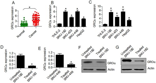 Figure 1. GROα is upregulated in liver cancer and its expression is declined by aloperine. (A) Expression analysis of GROα from 79 paired liver cancer and normal adjacent tissues. (B) Analysis of transcript levels of GROα from liver cancer cell lines (SNU-182, SNU-423, SNU-449 and HepG2) and TLE-2 normal liver epithelial cells using GAPDH as reference (C) Analysis of transcript levels of GROα from liver cancer cell lines (SNU-182, SNU-423, SNU-449 and HepG2) and TLE-2 normal liver epithelial cells using actin as reference (D) Effect of aloperine (5 µM) treatment on GROα transcript levels in SNU-182 cells (E) Effect of aloperine (5 µM) treatment on GROα transcript levels in SNU-449 cells (F) Effect of aloperine (5 µM) treatment on GROα protein levels in SNU-182 cells (G) Effect of aloperine (5 µM) treatment on GROα protein levels in SNU-449 cells Three replicates were used for performing the experiments and the data is presented as mean ± SD (*P < .05).