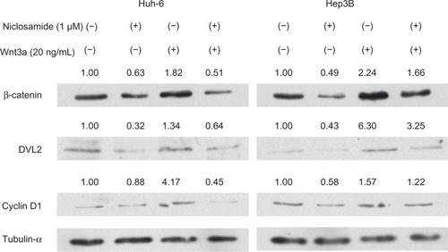 Figure 5 Western blot analysis. Protein was subjected to Western blot analysis 24 hours after addition of niclosamide and/or Wnt3a. The relative expression levels of each antibody were calculated against tubulin-α.