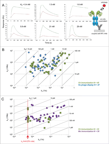 Figure 1. Affinity comparison of mAbs derived from chicken immunizations and other sources for 2 unrelated model antigens, PCSK9 and PGRN. (A) Biacore binding curves and global fits of select anti-PCSK9 mAbs from chicken immunization showing a diverse set of kinetic profiles. The colored curves represent the measured binding responses of hPCSK9 when injected at concentrations of 5 nM (red) and 50 nM (green), with the global fit overlaid in black. (B) Isoaffinity plot comparing anti-PCSK9 mAbs generated from chicken immunization (olive green) with those from human phage display libraries (blue). (C) Isoaffinity plot comparing anti-PGRN mAbs generated from immunizations in chicken (olive green) and mouse (purple). The red dotted line indicates the kd limit of 5.70 × 10−5 (1/s) that was placed on interactions which showed < 5 % signal decay within the allowed dissociation phase of 15 min, also known as the “5 % rule” (see Methods).Citation20