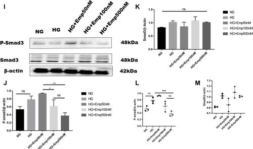 Figure 4 Effect of Empagliflozin on the expression of proteins that affects fibrosis in HK-2 cell line. HK-2 cells were planted in 5.5mM glucose and 25mM glucose with or without empagliflozin treatment for 72 h. (A, F, L) Representative of Western blots illustrating fibronectin, TGF-β1, Col IV, P-smad3, Smad3, and β-actin protein expression in HK-2 cells. (B, C, G, J, K) Quantification of Western blot data in HK-2 cells. (D, E, H, L, M) Individual measurement represented as dot plot scatter. β-actin used as a loading control. The data represent the mean ± SD of three independent experiments. *P < 0.05, **P < 0.01, ***P < 0.001, ****P < 0.0001 vs. high glucose.Abbreviation: ns, non-significant.