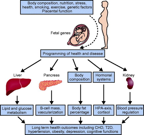 Figure 3. Some potential underlying mechanisms explaining the early programming of adult health and disease.