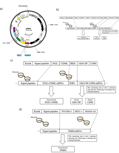 Figure 1. Map of the recombinant plasmid pNMM vaccine and expression pattern of control plasmids.