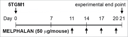 Figure 1. Study design. Fifty micrograms of melphalan in PBS (or PBS alone as sham) were intraperitoneally administered every 3 d until day 20 beginning at day 11 after 5TGM1 cell injection, to tumor-bearing and age-matched healthy mice.