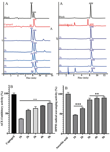 Figure 5. HPLC chromatograms represent the HA and DPPH peaks were affected by standard and hydrolyzates (1–5 h) samples (a1 and a2) and ACE-I and DPPH radical scavenging activity of standard and hydrolyzates samples (b1 and b2). Values are mean ± SD from triplicate determinations (n = 3) and significant differences (P < .01; P < .001).