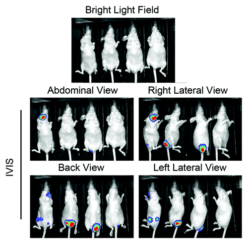 Figure 1. Generation of invasive sublines of MCF7HER2 cells in nude mice. Bioluminescent MCF7HER2 cells were inoculated into 4 nude mice via injection through the tail vein. The mice were monitored periodically for colonization of the bioluminescent cells inside the bodies of the mice. Shown in the figure are photos of the mice taken under a bright light (top) and with Xenogen’s in vivo imaging system (IVIS) after intraperitoneal administration of luciferin, a substrate of luciferase.