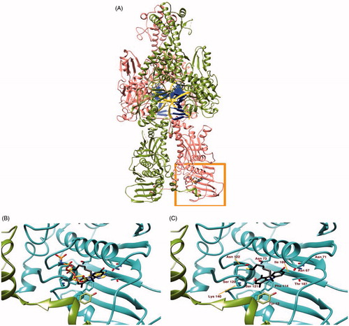 Figure 3. Panel (A) Ribbon representation of a dimeric hTopoII (chains A and B coloured in pink and olive green respectively) in complex with DNA (yellow ribbon and blue lego). The area within the orange rectangle highlights ATP binding site. Panel (B) A close up of the ATP binding site showing the different binding modes of AMP-PNP, a non-hydrolisable ATP analogue, (orange) and 5c (black sticks) as suggested by docking simulations. Panel (C) shows the protein residues involved in 5c binding.