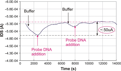 Figure 7. Adsorption of probe DNA (2.5 µM) in 10 mM phosphate buffer, pH7 on the surface of the FG FET. The biases are V DS = −2 V and V GS = −1.5 V. DNA was injected with a micropipette, rinsing was done by peristaltic pumping. The I DS shift caused by DNA addition is relatively large (∼50 µA).