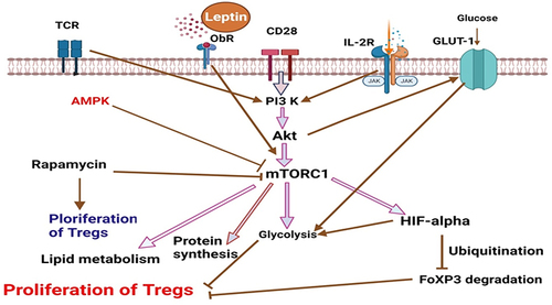 Figure 2 mTORC1 is a key regulator of the proliferation of T regulatory cells (Created with https://biorender.com. Leptin, IL-2, and CD28 co-stimulation, as well as cytokine signals, all contribute to TCR signaling. Together, these signals increase glycolysis by causing PI3K-dependent Akt activation, which boosts glucose transport by promoting Glut1 overexpression on the surface of T cells. Activated Akt increases the rate of protein synthesis via stimulating mTORC1. A stimulated mTORC1 increases HIF1, which in turn stimulates glycolysis and results in the degradation of FoxP3, which prevents the proliferation of Treg cells. Rapamycin, on the other hand, promotes the growth of Treg cells by inhibiting glycolysis.