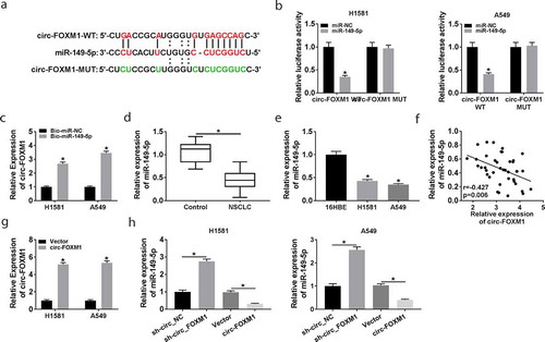 Figure 3. The interaction between circ-FOXM1 and miR-149-5p. (a) The interaction between circ-FOXM1 and miR-149-5p was predicted by starbase3.0. (b) Relative luciferase activity of H1581 and A549 cells co-transfected with circ-FOXM1 WT or circ-FOXM1 MUT and miR-149-5p or miR-NC was measured; ANOVA followed via Tukey’s test was performed for statistical analysis. (c) Pull-down assay was carried out to confirm the interaction between circ-FOXM1 and miR-149-5p; Student’s t-test was performed for statistical analysis. (d) The level of miR-149-5p was detected in NSCLC and normal tissues by RT-qPCR; Student’s t-test was performed for statistical analysis. (e) The level of miR-149-5p was detected in NSCLC cells and normal cells by RT-qPCR; ANOVA followed via Tukey’s test was performed for statistical analysis. (f) The relationship between circ-FOXM1 expression and miR-149-5p expression was analyzed in NSCLC tissues by Pearson correlation coefficient. (g) Circ-FOXM1 expression was examined in H1581 and A549 cells transfected with Vector or circ-FOXM1; Student’s t-test was performed for statistical analysis. (h) MiR-149-5p expression was determined in H1581 and A549 cells transfected with sh-NC, sh-FOXM, Vector, or circ-FOXM1, respectively; ANOVA followed via Tukey’s test was performed for statistical analysis. *P < 0.05