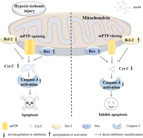 Figure 2 The mechanism of AS-IV protection of cardiomyocytes from hypoxia-ischemia injury. Hypoxic-ischemic injury will lead to the downregulation of Bcl-2 expression, upregulation of Bax expression, opening of mPTP, release of Cyt C, and activation of Caspase-3, leading to apoptosis. The addition of AS-IV can inhibit this series of processes and protect cardiomyocytes.