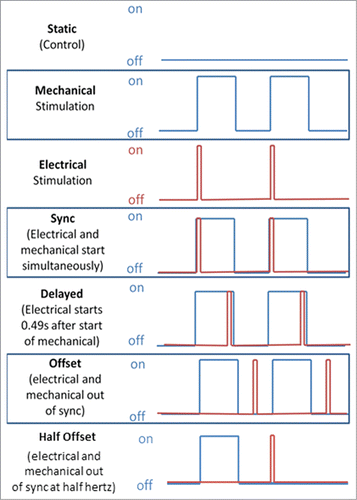 Figure 1. (A) A diagram demonstrating the stimulation regimens implemented. The blue line represents the mechanical stretch while the red line represents the electrical stimulation. Portions reprinted with permission from reference 1.