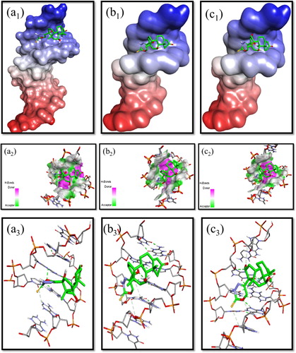 Figure 6. Molecular modelling studies (a1–c1) Surface representation showing the docked structure of steroidal oxadiazines(4–6) to 1BNA dodecamer d(CGCGAATTCGCG)2, respectively; (a2–c2) Showing closest view of surface around ligand;(a3–c3). Stereoview of the docked conformation of steroidal oxadiazine-Ct-DNA compounds (4–6), respectively, showing the possibility of hydrogen bonds.