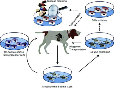 Figure 3. Possible treatment modalities for mesenchymal stromal cells (MSCs). Due to the immunomodulatory capacity of MSCs and the lack of allorecognition, allogeneic MSCs can be transplanted in dogs with liver disease where inflammation is abundant. MSCs can be differentiated into hepatocyte-like cells for cell transplantation purposes or disease modelling. Moreover, a co-transplantation with other stem cell types, such as progenitor cells, might increase the chances of a successful engraftment of cells. Dotted lines indicate less likely possibilities.