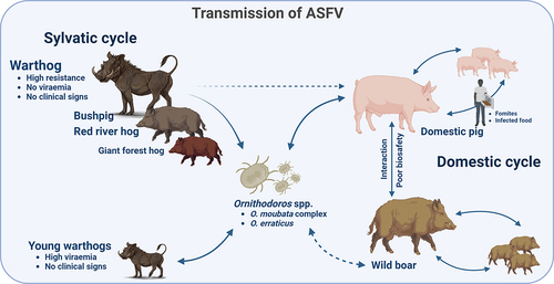 Figure 2. African swine fever transmission cycles. In Africa, the sylvatic cycle is maintained involving wildlife reservoirs including warthog (Phacochoerus africanus), bushpigs (Potamochoerus larvatus), red river hogs (Potamochoerus porcus) and giant forest hog (Hylochoerus meinertzhangeni) and the soft tick from genus Ornithodoros. The common warthog is very resistant to the ASFV infection, showing low viraemia and no evident clinical signs. Transmission between adult warthogs is infrequent but ASFV can persist long periods of time in tissues. Young warthogs can be infected by ASFV infected soft ticks, which become viraemic but, like adults, do not develop clinical disease. Bushpigs, red river hogs and giant forest hogs play a minor role in the maintenance of the sylvatic cycle in comparison with warthogs. Direct transmission between wild African suids and domestic pigs is unlikely. Soft ticks (O. moubata complex in Africa and O. erraticus in Europe) maintain the tick-pig cycle, being able to keep the infection during months or years and transmit it via sexual or transovarial to the progeny. The participation of the Eurasian wild boar (Sus scrofa) is crucial in the domestic cycle, which is maintained by the interaction between livestock and wildlife and poor biosecurity. Once ASFV is introduced into domestic pig populations, pigs transmit ASFV easily to other susceptible swine directly or indirectly. ASFV is also commonly transmitted indirectly through fomites or infected food. Image created with BioRender.com.