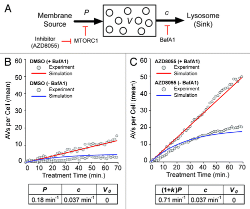 Figure 3. Model-based analysis of basal and induced autophagy dynamics. (A) A population dynamics model was formulated that captures the processes illustrated here: production of AVs (from membrane sources) at a constant rate P, increased production at a constant rate (1 + k)P in the presence of an MTOR (and thereby, TORC1) inhibitor, clearance of AVs (into a pool of lysosomes, the sink, where they fuse and deliver cargo) in a first-order process with rate constant c, and complete inhibition of clearance in the presence of BafA1. Presence (absence) of an MTOR inhibitor (e.g., AZD8055) is signified by δa = 1 (0). Likewise, presence (absence) of BafA1 is signified by δb = 1(0). Analytical expressions for V(t), which represents the average number of AVs per cell as a function of time t, are given in Materials and Methods. (B and C) Values of model parameters (P, c and k) and the initial condition V(0) = V0 were estimated through nonlinear least squares fitting; the goodness of fit is illustrated in these panels. Fits are based on the data of Figure 2. The gray circles in (B and C) represent the adjusted mean AV counts reported earlier in Figure 2B (basal autophagy, δa = 0) and Figure 2D (AZD8055-induced autophagy, δa = 1). In (B and C), time courses produced by the model with best-fit parameter values (p = 0.18 min−1, c = 0.037 min−1 and k = 2.9) and V0 = 0, the best-fit initial condition, are shown for δb = 1 (+BafA1; red curves) and δb = 0 (−BafA1; blue curves).