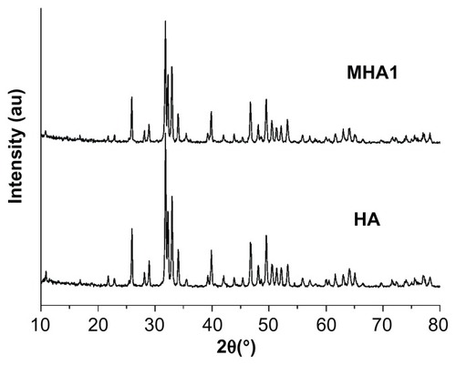 Figure 2 X-ray diffraction patterns of MHA1 and HA scaffolds.Abbreviations: MHA, magnetic hydroxyapatite scaffolds; HA, hydroxyapatite.