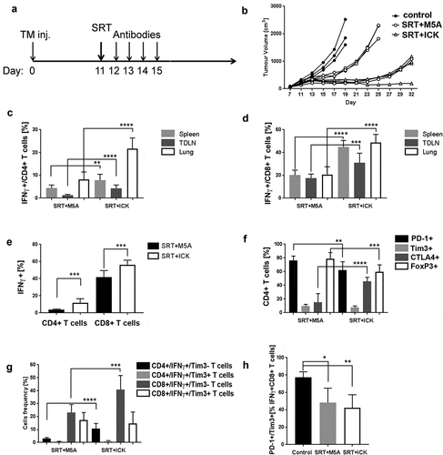 Figure 4. Effect of stereotactic radiation therapy (SRT) on E0771/CEA tumor growth and immune activation. (a) Study design scheme indicating tumor injections, SRT (20 Gy) and immune therapy schedule. (b) SRT-ICK combination therapy shows highly significant tumor growth inhibition (Representative experiment of 2 shown, n = 3–4 per group). (c) Intracellular staining followed by flow analysis of CD4+ T cells shows an increase in IFNγ production in SRT/ICK group, shown in indicated tissues (pooled, n = 9 per group). (d) Increase of IFNγ production by CD8+ T cells in SRT/ICK group, shown in indicated tissues (pooled, n = 9 per group). (e) IFNγ production in tumor-infiltrating CD4+ and CD8+ T cells, studied by intracellular staining and flow analysis (pooled, n = 9 per group). (f) Changes in expression of inhibitory molecules on tumor-infiltrating CD4+ T cells, studied by extracellular and intracellular staining followed by flow analysis (pooled, n = 9 per group). (g) Increase of IFNγ producing and Tim3 tumor-infiltrating CD4+ and CD8+ T cells in SRT/ICK vs SRT/M5A studied by extracellular and intracellular staining followed by flow analysis (pooled, n = 9 per group). (h) In contrast to control tumors SRT/ICK and SRT/M5A treated tumors show decrease presence of PD-1+/Tim3+ double positive exhausted tumor-infiltrating CD8+/IFNγ+ T cells (n = 5 per group). ****p < .0001; ***p < .001; **p < .01; *p < .05