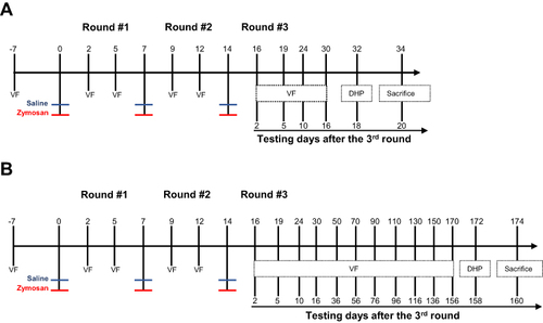 Figure 1 The experimental timeline illustrates the procedures across three rounds of vulvovaginal zymosan\saline administration. (A and B) Rats received zymosan\saline injections on days 0, 7, and 14; overall, three injections, 7 days between each one. Withdrawal responses of vulvar mechanical sensitivity were measured by electronic Von Frey (eVF) at baseline (−7 days) and +2 days and +5 days after zymosan\saline administration. eVF’s follow-up tests were taken at two points for the “short term“ effects of zymosan administration: day 24 (10 days after the 3rd round) and day 30 (16 days after the 3rd round). Thermal sensitivity was assessed using a Dynamic Hot plate test on day 32 (A). (B) for the ”long-term” effects of zymosan administration: eVF measurements were documented at nine points: day 24, day 30, day 50, day 70, day 90, day 110, day 130, day 150, day 170. Thermal allodynia was assessed using a Dynamic Hot plate test on day 172.