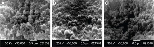 Figure 2 SEM micrographs of various formulations.Notes: (A) PVAT/0.2. (B) P188/0.2. (C) CA52/0.2.Abbreviations: SEM, scanning electron microscopy; P188, poloxamer 188; PVA, polyvinyl alcohol; CA25, cremophor A25.