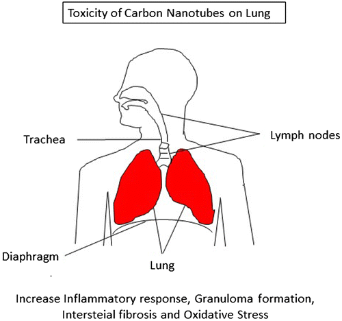 Figure 2. Toxicity of carbon nanotubes on lung.