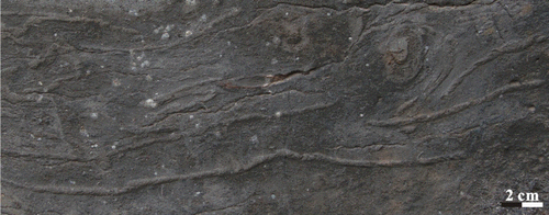 Figure 14. Zoophycos with grey or dark-grey filling in the Taiyuan Formation L5 limestone of Jiaozuo area.