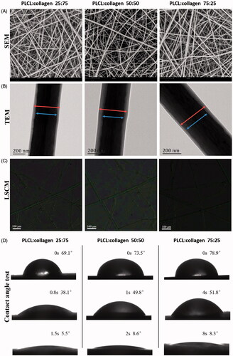 Figure 1. Surface morphological observations and contact angle test of fabricated nanofilms with different constitute proportions. (A, representative images of SEM; B, representative images of TEM; C, representative images of LSCM, green color: FITC-BSA in TGF-β3 solutions in the core part of nanofibers; and D, water contact angle test). LSCM: laser scanning electron confocal microscope; SEM: scanning electron microscope; TEM: transmission electron microscope.