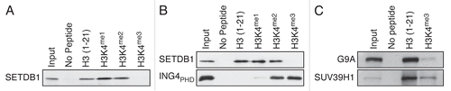 Figure 2 H3K4me3 euchromatic mark impedes SETDB1 binding in vitro. (A) Pulldowns using biotinylated H3 peptides with the indicated modifications as in Figure 1D. (B) A similar experiment as in (A), but ING4PHD was used in parallel as a control for H3K4me3 binding. (C) G9A and SUV39H1 were used in a biotin-pulldown experiment.