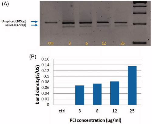 Figure 3. Xbp1 splicing during PEI-induced ER stress. (A) Xbp1 splicing was detected by conventional PCR on a 2.5% agarose gel electrophoresis system. Four hours exposure of Neuro2A cells to increasing concentrations of PEI induced splicing of Xbp1 by separated bands of 205 and 179 bp. (B) band densitometry of spliced/unspliced (S/US) Xbp1 transcripts in Neuro2A cells treated with increasing concentrations of PEI. After plotting the variation of the intensity of every lane, the area under the curve for each band was measured and the results are shown as values of S/US ratio.