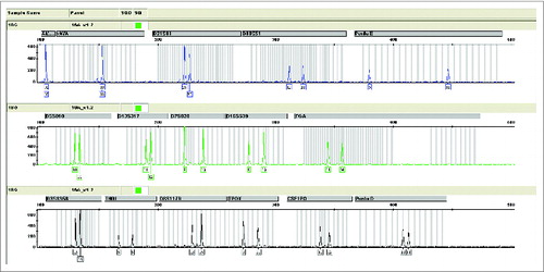 Figure 4. The Short Tandem Repeat （STR） map of Walvax-2 cells for the 18th passage. According to the instructions supplied with the Goldeneye 16A identification kit (people spot), the DNA of Walvax-2 cells at the 18th passage were isolated and amplified by multiplex PCR with primers of 16 STR sites. Then the STR map was obtained by analyzing the samples of PCR by capillary electrophoresis (CE). The STR maps of Walvax-2 cells at the 30th and 50th passages (not shown) were the same as shown.