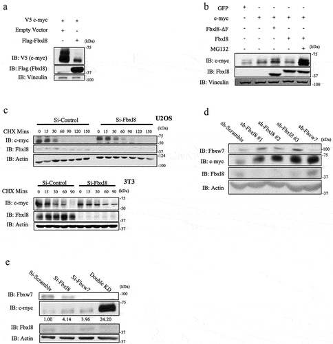 Figure 4. Fbxl8 regulates c-Myc accumulation in a proteasome-dependent manner. (a) Lysates from 293 T cells were transfected with either an empty vector or Fbxl8, along with wildtype c-myc. Exogenous c-myc levels were analyzed via western blot along with Fbxl8 and Vinculin. (b) Lysates from 293 T cells transfected with either GFP or c-myc along with Fbxl8 or Fbxl8-ΔF were analyzed via western blot. (c) Lysates from 3T3 and U2OS treated with either si-Control or si-Fbxl8 and cycloheximide 100 μg/mL over indicated time periods and analyzed via western blot for endogenous c-myc, Fbxl8, and Vinculin. (d) Lysates from U2OS cells infected with scramble shRNA, sh-Fbxl8, or sh-Fbxw7. Endogenous c-myc, Fbxl8, and β-actin were analyzed via western blot. (e) Lysates from U2OS cells treated with si-Scramble si-Fbxl8 or si-Fbxw7 for 3 days and analyzed by western blot for endogenous c-myc, Fbxl8, Fbxw7, and β-actin. C-myc levels were quantified via densitometry, and presented values are presented relative to si-Scramble control.