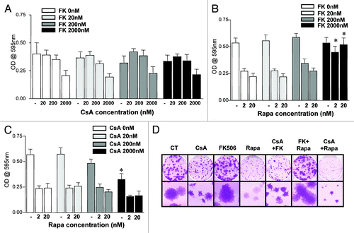 Figure 3. Effect of the combination of drugs in the growth of CACO-2 cells. (A, B and C) CACO-2 cells were cultured for 72 h in the presence of indicated inhibitors at concentrations depicted in each panel. Drugs were combined as noted. Samples were stained with violet crystal to quantify cell growth. Results are the mean of two to three independent experiments. (B) * marks p < 0.05 when comparing the group treated with the same Rapa concentration in the absence of FK506. (C) * marks p < 0.05 when comparing the group treated with the same Rapa concentration in the absence of CsA. (D) Clonogenic assay of CACO-2 cells cultured in the presence of CsA (2 μM), FK506 (2 μM) or Rapa (20 nM) alone or in combination, as depicted in the figure. Results are representative of two independent experiments.