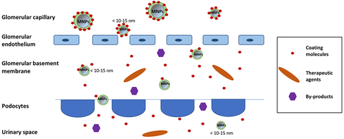 Figure 6 Extraction pathway of the MNPs or their degradation products through the kidney. MNPs smaller than 10–15 nm, the released coating molecules, degradation by-products, and therapeutic agents can cross the GMB and pores between podocytes and enter the urinary space.