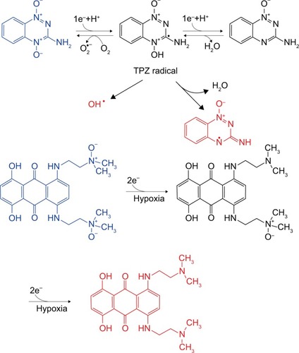 Figure 3 The hypoxia-activated mechanism of N-oxide prodrugs: two representative drugs, TPZ and AQ4N, are considered as the most potential hypoxia-activated prodrugs because of their low cytotoxicity and can be selectively reduced, especially by reductases.