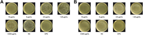 Figure 5 Colony growth after 48 hours of BHI Agar plate culture in different solution groups. (A) The result of the original solution coated plate. (B) The result of the plate coated after dilution of 10,0000 times.