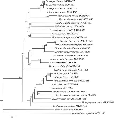 Figure 1. Phylogenetic position of Messor structor inferred by maximum likelihood (ML) based on the complete mitochondrial genome sequences. Bootstrap values are shown next to the nodes.