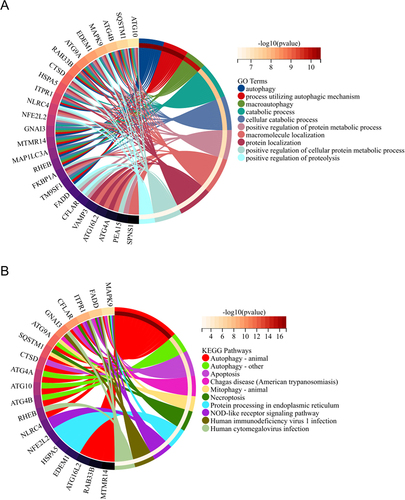 Figure 2 Functional enrichment analysis of 29 DEARGs. The results of GO (A) and KEGG (B) were shown by circle charts.