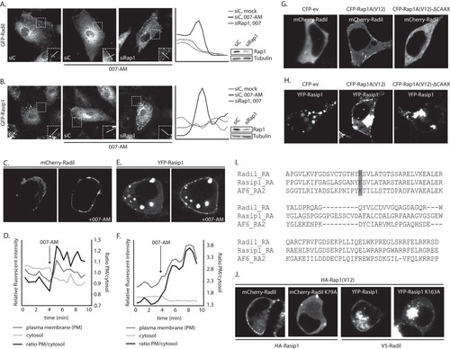 FIG 2 Active Rap1 recruits Radil and Rasip1 to the plasma membrane. (A) The left panel shows live imaging of confluent monolayers of HUVECs infected with a lentivirus transducing GFP-Radil and treated with control siRNA (siC) or siRNA targeting Rap1A and Rap1B (siRap1). The cells were imaged prior to or 15 min after stimulation with 007-AM. The boxed areas of cell-cell contacts are enlarged in the insets. In the right panel, a graph shows the relative intensity profiles of fluorescent signal intensities along the line scans depicted in the boxed area. The knockdown efficiency was assessed by Western blotting. (B) The left panel shows live imaging of confluent monolayers of HUVECs infected with a lentivirus transducing GFP-Rasip1 and treated with control siRNA (siC) or siRNA targeting Rap1A and Rap1B (siRap1). The cells were imaged prior to or 15 min after stimulation with 007-AM. The boxed areas of cell-cell contacts are enlarged in the insets. In the right panel, a graph shows the relative intensity profiles of fluorescent signal intensities along the line scans depicted in the boxed area. Knockdown efficient was assessed by Western blotting. (C) Still images (taken prior to and 3 min after 007-AM stimulation) corresponding to the live imaging (see Movie S2 in the supplemental material) of HEK293T cells transiently transfected with HA-Epac1, HA-Rap1A, mCherry-Radil, HA-Rasip1, and HA-ArhGAP29. (D) Quantitative plasma membrane (PM)/cytosol analysis (as in Fig. 1F) of mCherry-Radil translocation in Movie 2 in the supplemental material. (E) Still images (taken prior to and 2 min after 007-AM stimulation) corresponding to the live imaging (see Movie S3 in the supplemental material) of HEK293T cells transiently transfected with HA-Epac1, HA-Rap1A, V5-Radil, YFP-Rasip1, and HA-ArhGAP29. (F) Quantitative plasma membrane (PM)/cytosol analysis (as in Fig. 1F) of the YFP-Rasip1 translocation shown in Movie S3 in the supplemental material. (G) Live imaging of mCherry-Radil in HEK293T cells transfected with mCherry-Radil, HA-Rasip1, and HA-ArhGAP29 and with either CFP-ev, CFP-Rap1A(V12) or CFP-Rap1A(V12)ΔCAAX. (H) Live imaging of YFP-Rasip1 in HEK293T cells transfected with YFP-Rasip1, V5-Radil, and HA-ArhGAP29 and with either CFP-ev, CFP-Rap1A(V12), or CFP-Rap1A(V12)ΔCAAX. (I) Alignment of the RA domains of Radil, Rasip1, and the second RA domain of AF6. Highlighted with gray is the conserved lysine, which is essential for interaction with GTP-loaded Rap1. (J) Live imaging of wild-type versus RA mutant mCherry-Radil (upper panels) and wild-type versus RA mutant YFP-Rasip1 (lower panels) in HEK293T cells transfected with HA-Rasip1, V5-Radil, HA-ArhGAP29, and HA-Rap1A(V12), together with mCherry-Radil, mCherry-Radil K79A, YFP-Rasip1, or YFP-Rasip1 K163A. The experiments were repeated at least three times; representative images are shown.