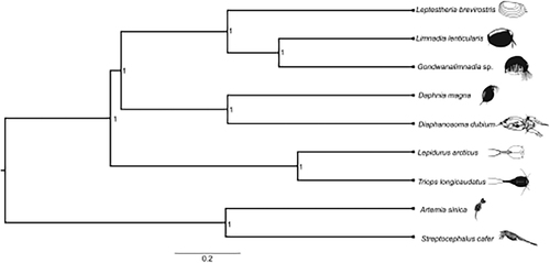 Figure 1. A Bayesian phylogenetic tree constructed in BEAST2 using mitogenome sequences of Leptestheria brevirostris (NCBI accession number MN548772) and nine other crustacean species: Limnadia lenticularis (NC_039394.1), Gondwanalimnadia sp. (MN625703.1), Daphnia magna (MK370029.1), Diaphanosoma dubium (NC_037488.1), Lepidurus arcticus (MK579380.1), Triops longicaudatus (KM516710.1), Artemia sinica (MK069595.1), and Streptocephalus cafer (MN720104.1). The numbers on the tree indicate the posterior probability of each node. The scale beneath the tree is expressed in number of substitutions per time unit.
