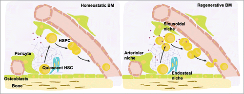 Figure 2. Model of the endosteal, arteriolar and vascular bone marrow niches. The arteriolar niche localizes close to the endosteum and harbours mostly quiescent HSCs, whereas the sinusoidal niches are distributed throughout the BM and harbour mostly HSPCs that are in cell cycle. During haematopoietic regeneration after myeloablation, HSPCs proliferate and are mostly localized in sinusoidal niches. A range of ECM and matrix-associated molecules are differentially expressed upon BM regeneration. BIGH3 (purple dots) expression in HSPCs is upregulated in regenerative BM, suggesting its expression is dominant in sinusoidal HSPCs. BIGH3 expression is higher in BM-derived HSPCs compared to MPB-derived HSPCs, indicating that its expression is down-regulated upon transmigration into the blood. Adapted by permission from Macmillan Publishers, Ltd, http://www.nature.com/nri/posters, 2007 volume 7 no. 6 (T. Graf and A. Trumpp)