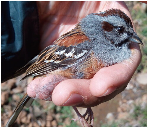 Figure 1. The species image of adult E. godlewskii. This bird is characterized by a grey head with chestnut lateral stripe, which is widely distributed in East Asia and tends to select bushy and rocky hill slopes that are often near forests, thickets, ravines, and farm fields. The photograph was taken in Jinzhong mountain nature reserve in Guangxi province of China by Dr X.Bao.