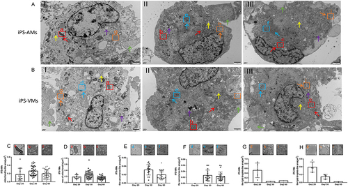 Figure 4 Morphological development of cardiac ultrastructure, bioenergetics, and microfilament structure formation in iPS-AMs and iPS-VMs. (A and B). Transmission electron microscopy of iPS-AMs (A) and iPS-VMs (B) on days 20 (I), 30 (II), and 60 (III). Red arrows: mitochondria, blue arrows: microfilament and sarcomeres-like structure, Orange arrows: lipid droplets, yellow arrows: endoplasmic reticulum, green arrows: glycogen, and purple arrows: autophagy. Scale bars, 1 µm. (C-D). Mitochondrial area dynamic changes in iPS-AMs (C) and iPS-VMs (D) from day 20 to 60. E and F. Sarcomere-like structure area in iPS-AMs (E) and iPS-VMs (F) from day 20 to 60. G and H. Lipid droplet-like areas in iPS-AMs (G) and iPS-VMs (H) from day 20 to 60. The results of the experiment were analyzed by selecting three different fields of view from one experiment.